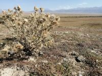 Kameldistelkraut in der Wüste von Kasachstan