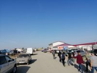 Besichtigung des Viehmarktes in Karakol