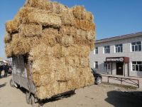 auf dem Viehmarkt in Karakol