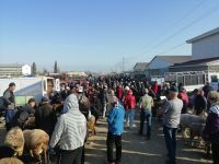 Besichtigung des Viehmarktes in Karakol