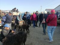 auf dem Viehmarkt in Karakol