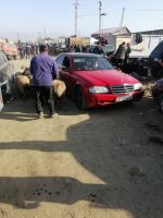 auf dem Viehmarkt in Karakol