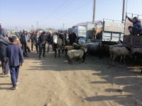 auf dem Viehmarkt in Karakol