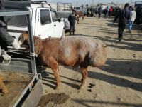 Fettschwanzschaf auf dem Viehmarkt, Karakol