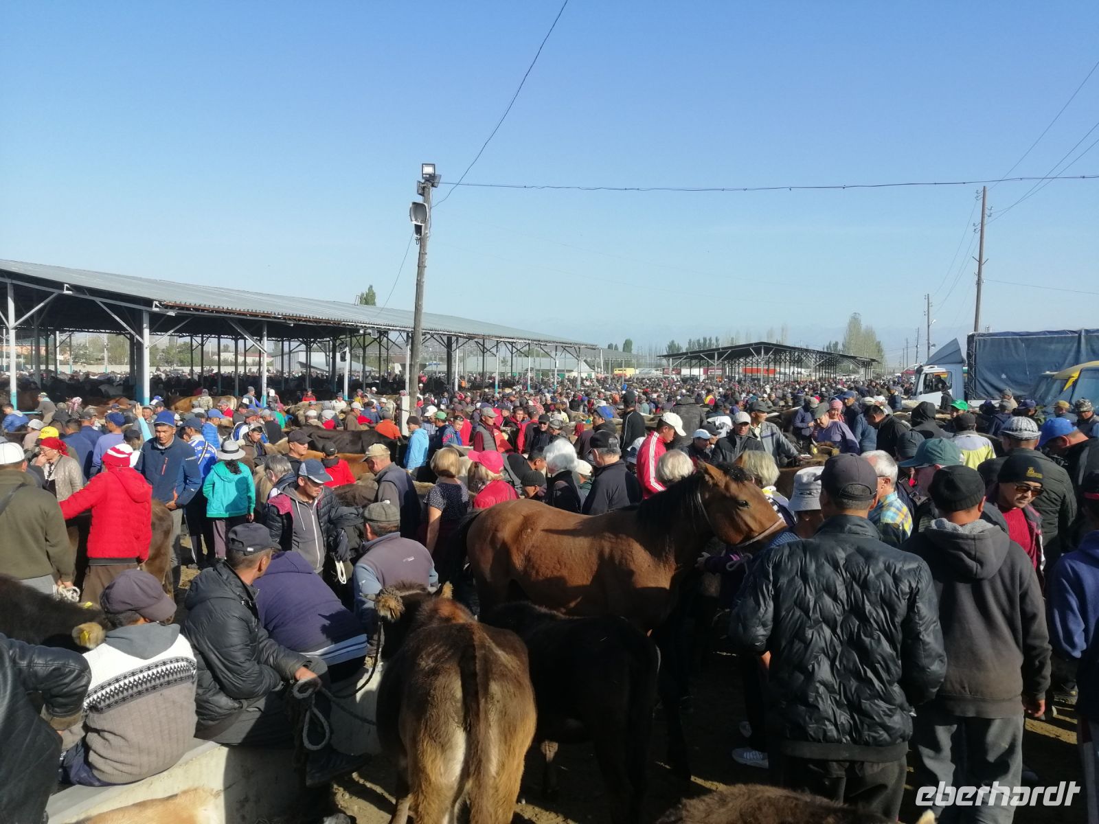 auf dem Viehmarkt in Karakol