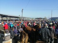 auf dem Viehmarkt in Karakol