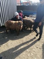 auf dem Viehmarkt in Karakol