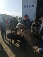 auf dem Viehmarkt in Karakol