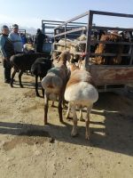 Fettschwanzschafe auf dem Viehmarkt, Karakol