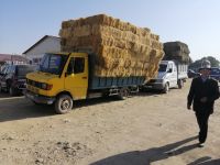 auf dem Viehmarkt in Karakol