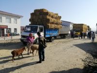 auf dem Viehmarkt in Karakol