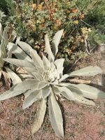 Flora in der Dzhety-Oguz-Schlucht