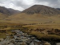wir beobachten eine Yackherde beim picknicken