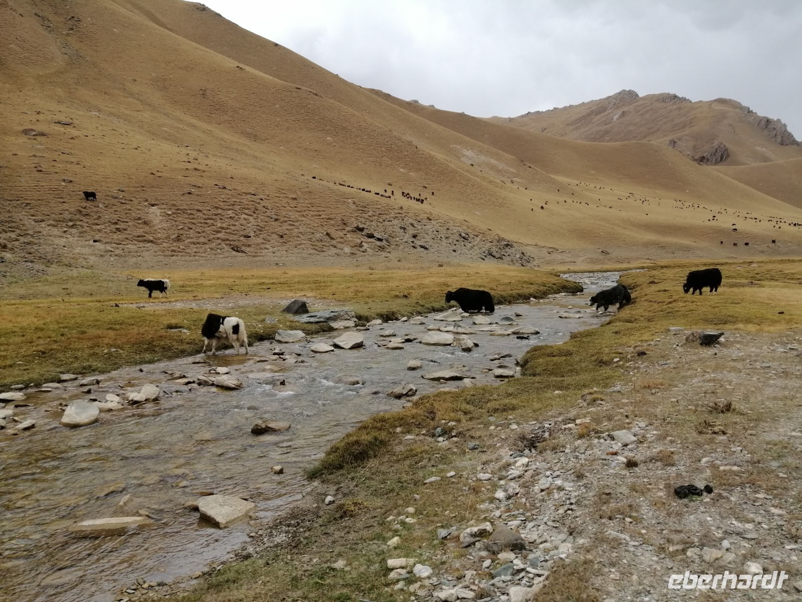 wir beobachten eine Yackherde im Bergtal Kara-Kojun