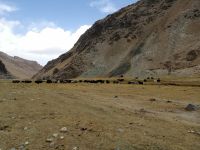 wir beobachten eine Yackherde im Bergtal Kara-Kojun