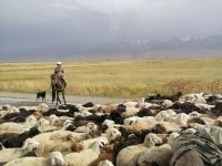 Nomaden begleiten ihre Schafherden manchmal entlang der Bundesstraße