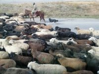 Nomaden begleiten ihre Schafherden manchmal entlang der Bundesstraße