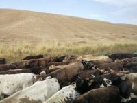 Nomaden begleiten ihre Kuhherden oft entlang der Bundesstraße