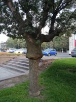 Stadtrundgang durch Bischkeck