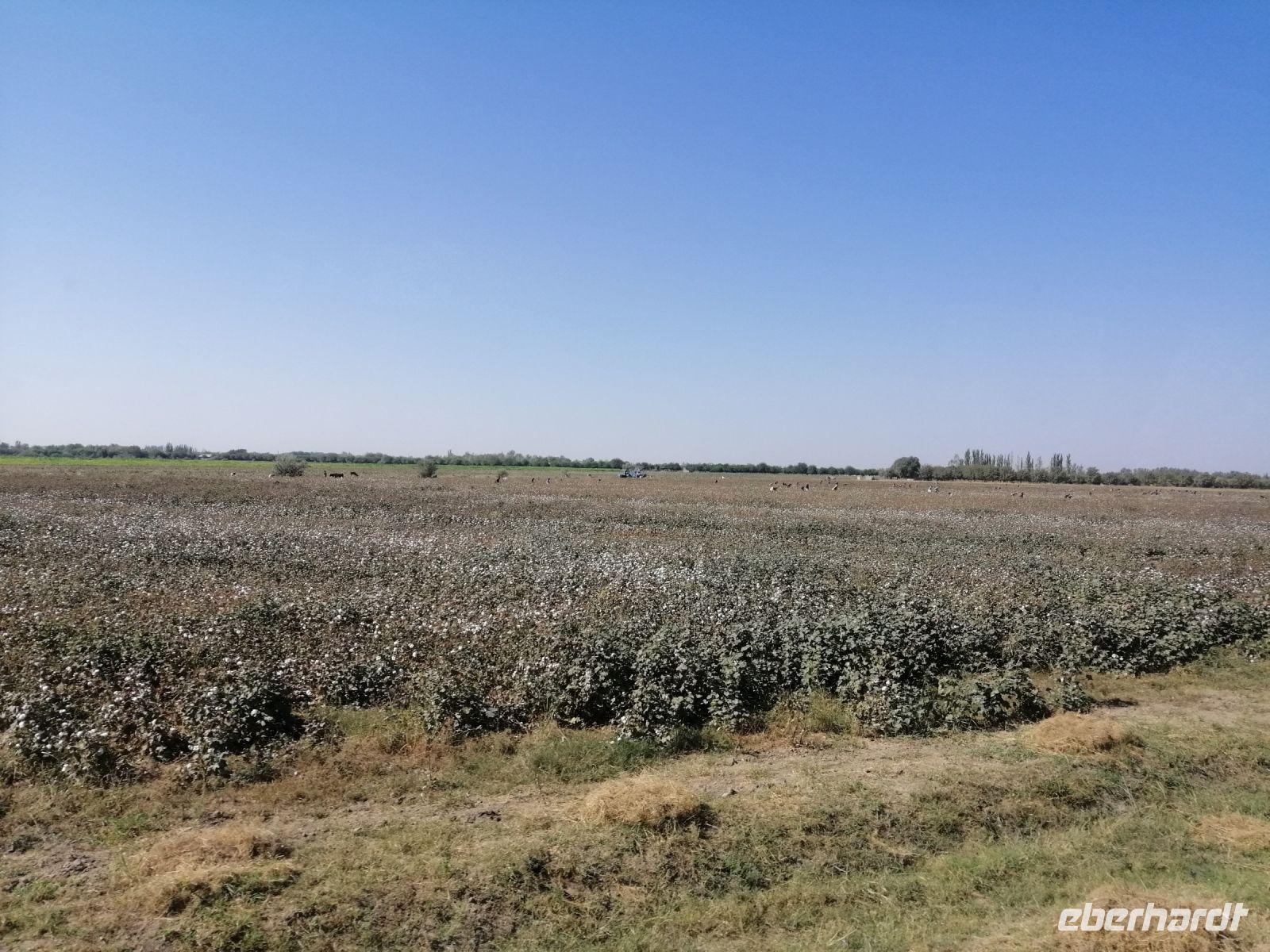Besichtigung eines Baumwollefeldes zwischen Samarkand und Schachrisabs