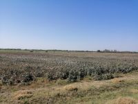 Besichtigung eines Baumwollefeldes zwischen Samarkand und Schachrisabs