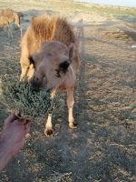 EIn Fohlen von einem Kamel auf dem Weg zwischen Schachrisabs nach Buchara