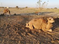 EIn Fohlen von einem Kamel auf dem Weg zwischen Schachrisabs nach Buchara