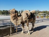 Ein Kamel vor der Ark-Zitadelle, Buchara