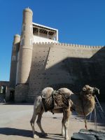 Stadtrundgang durch Buchara, Ark-Zitadelle