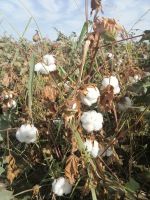 Fotostopp auf einem Baumwollefeld auf dem Weg zwischen Buchara und Chiwa