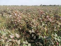 Fotostopp auf einem Baumwollefeld auf dem Weg zwischen Buchara und Chiwa
