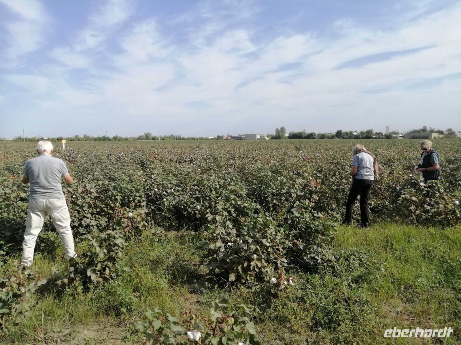 Fotostopp auf einem Baumwollefeld auf dem Weg zwischen Buchara und Chiwa