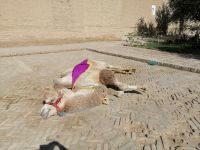 Stadtrundgang durch Chiwa, ein Kamel ruht sich aus