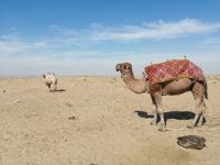 Ankunft Ayaz-Kala, Kamele