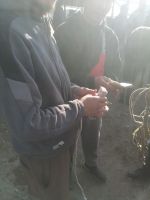 auf dem Viehmarkt in Karakol