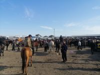 auf dem Viehmarkt in Karakol