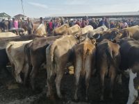 auf dem Viehmarkt in Karakol