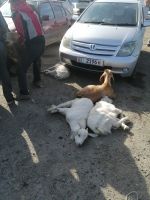 auf dem Viehmarkt in Karakol