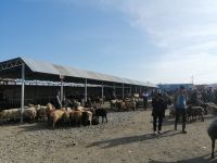 auf dem Viehmarkt in Karakol