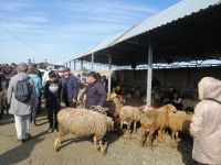 auf dem Viehmarkt in Karakol