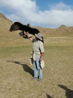 Vorführung der Greifvögel-Jagd: die Berkuttschi - Fotosession 