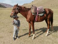 Vorführung der Greifvögel-Jagd: die Berkuttschi