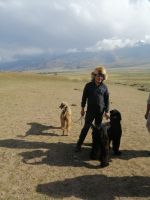 Vorführung der Greifvögel- und Hund-Jagd durch Berkuttschi: die Hunderasse Taigan