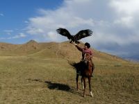 Vorführung der Greifvögel-Jagd: die Berkuttschi
