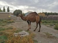 Besichtigung der alten Wissenschafts- und Geisterstadt Otrar