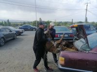 Besuch des Viehmarktes in Karakol