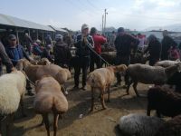 Besuch des Viehmarktes in Karakol