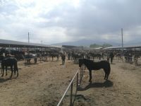 Besuch des Viehmarktes in Karakol