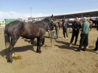 Besuch des Viehmarktes in Karakol