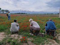 Fotostopp am Mohnfeld mit Transili-Alatau im Hintergrund &ndash; &copy; Andrey Kulikov (Eberhardt TRAVEL)